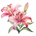 Watercolor Pink Lily Clipart: Prudence Heward Inspired Illustration