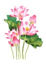 Watercolor pink lotus bouquet on a white