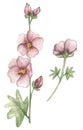 Watercolor pink malva flower illustration set, meadow flowers clipart