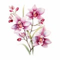 Watercolor Pink Orchid And Roses On White Background