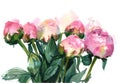 watercolor pink peonies