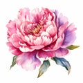 Watercolor Pink Peony Floral Flower Clipart Royalty Free Stock Photo