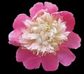 Watercolor pink peony  flower  on black  isolated background with clipping path. Closeup. For design. Royalty Free Stock Photo