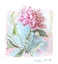 watercolor pink peony flower