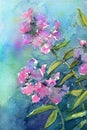Watercolor pink phlox