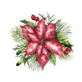 Watercolor pink poinsettia with Christmas floral decor. Hand painted traditional flower and plants: holly, mistletoe Royalty Free Stock Photo