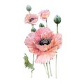 Watercolor Pink poppy flower bouquet