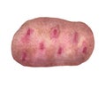 Watercolor pink potato Royalty Free Stock Photo