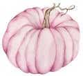 Watercolor pink pumpkin isolated on the white background. Blush thanksgiving holiday.