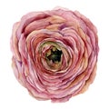 Watercolor pink ranunculus. Hand painted flower isolated on white background. Natural floral illustration for design