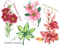 Watercolor pink and red flower botanical Lenten rose ,streptocarpus flower ,Cassia grandis tree ,Schefflera leucantha leaves