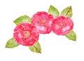 Watercolor pink red sweet Camelia japan flower isolated frame border on white background for card wallpaper invitation