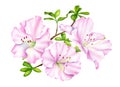 Watercolor pink Rhododendron flower with leaves. Hand drawn botanical illustration of azalea plant isolated on white Royalty Free Stock Photo