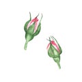 Watercolor pink rose bud flower plant herb spring flora isolated