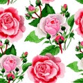 Watercolor pink rose flower. Floral botanical flower. Seamless background pattern. Royalty Free Stock Photo