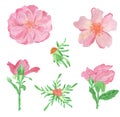 Watercolor pink rose flowers and leaves, rosehip arrangement clip art, isolated bouquet Royalty Free Stock Photo