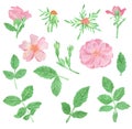 Watercolor pink rose flowers and leaves, rosehip arrangement clip art, isolated bouquet Royalty Free Stock Photo