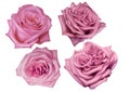 Watercolor pink roses. delicate realistic roses. Set of illustrations