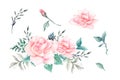 Watercolor pink roses vintage vector design set. Royalty Free Stock Photo