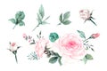 Watercolor pink roses vintage vector design set. Royalty Free Stock Photo