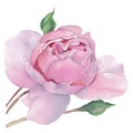 Watercolor pink tender tea rose Royalty Free Stock Photo