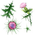 Watercolor pink thistle wildflower. Floral botanical flower. Isolated illustration element.