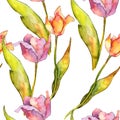 Watercolor pink tulip flower. Floral botanical flower. Seamless background pattern. Royalty Free Stock Photo