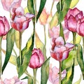 Watercolor pink tulip flower. Floral botanical flower. Seamless background pattern. Royalty Free Stock Photo