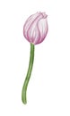 Watercolor pink tulip flowet illustration Royalty Free Stock Photo