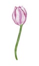 Watercolor pink tulip flowet illustration Royalty Free Stock Photo