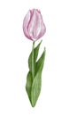 Watercolor pink tulip flowet illustration Royalty Free Stock Photo