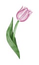 Watercolor pink tulip flowet illustration Royalty Free Stock Photo