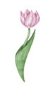 Watercolor pink tulip flowet illustration Royalty Free Stock Photo