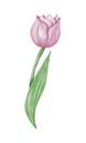 Watercolor pink tulip flowet illustration Royalty Free Stock Photo