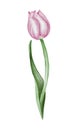Watercolor pink tulip flowet illustration Royalty Free Stock Photo