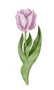 Watercolor pink tulip flowet illustration Royalty Free Stock Photo