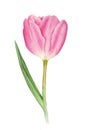 Watercolor pink tulip on white background