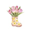 Watercolor pink tulips bouquet in a gardening boot. Kids rain boot and spring flowers illustration