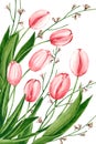 Watercolor pink tulips and genista branches. Hand drawn illustration is isolated on white. Background with spring flowers Royalty Free Stock Photo