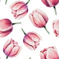Watercolor pink tulips seamless pattern on white background