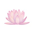 Watercolor pink water lily flower isolated on white background Royalty Free Stock Photo