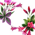 Watercolor pink weigela florida flowers. Floral botanical flower. Frame border ornament square.