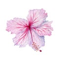 Watercolor pink and white hibiscus flower. Hand painted blossom isolated on white background. Realistic delicate floral element. Royalty Free Stock Photo