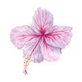 Watercolor pink and white hibiscus flower. Hand painted blossom isolated on white background. Realistic delicate floral element. Royalty Free Stock Photo