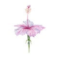 Watercolor pink and white hibiscus flower. Hand painted blossom isolated on white background. Realistic delicate floral element. Royalty Free Stock Photo