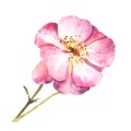 Watercolor wild rose hip flower, dog brier rose im bloom. Hand drawn floral isolated illustration Royalty Free Stock Photo