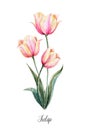 Watercolor pink-yellow tulip flower Royalty Free Stock Photo