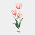 Watercolor pink-yellow tulip flower Royalty Free Stock Photo