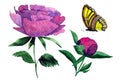 watercolor pion and Butterflies illusration isolated.Peony flower painted in watercolor.Watercolor peonies