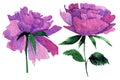 watercolor pion illusration isolated.Peony flower painted in watercolor.Watercolor peonies